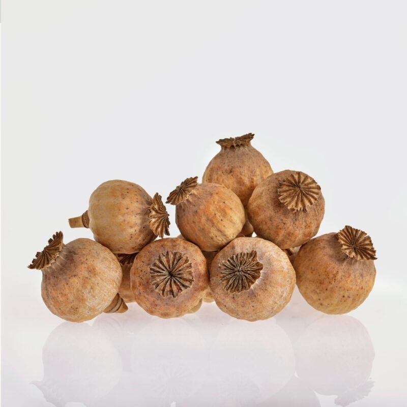 Grade A Dried Poppy Heads