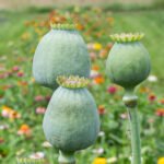 Bowling Ball Breadseed Poppy Pods (10 Stem Bunch)