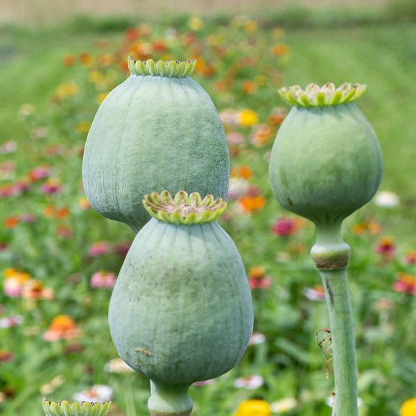 Bowling Ball Breadseed Poppy Pods (10 Stem Bunch)