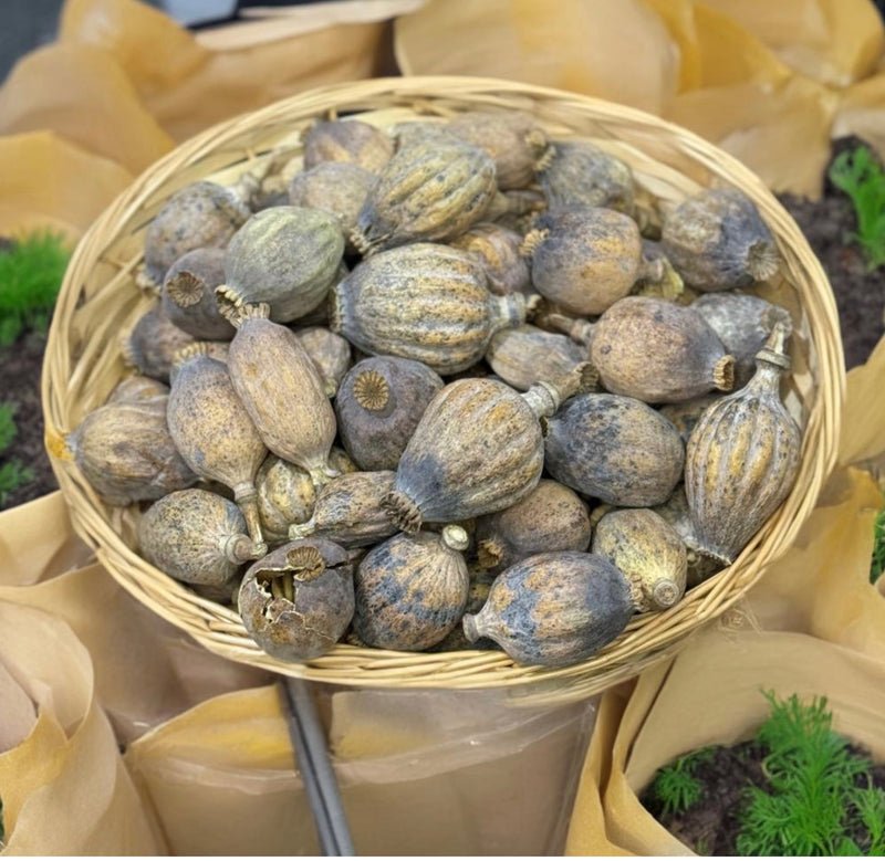 Large Dried Poppy Heads (42mm - 54mm)