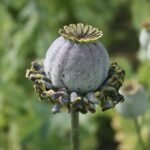 Hen & Chickens Poppy Pods (Papaver Somniferum Cluster - 5 Stems)