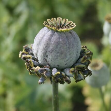 Hen & Chickens Poppy Pods (Papaver Somniferum Cluster - 5 Stems)