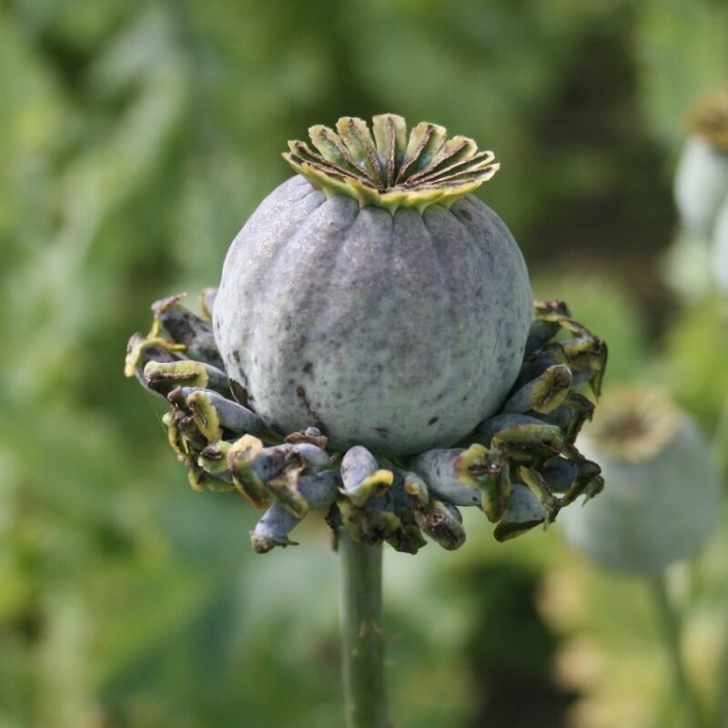 Hen & Chickens Poppy Pods (Papaver Somniferum Cluster - 5 Stems)