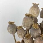 Small Dried Poppy Heads (15mm - 30mm) - 1kg