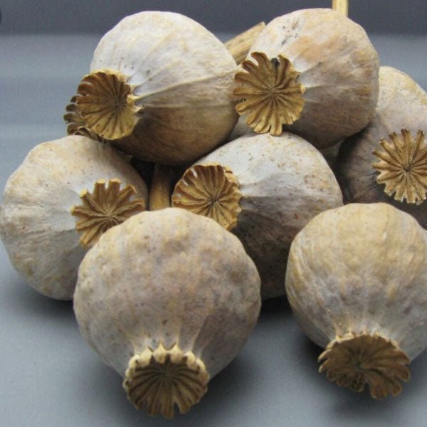 Medium Dried Poppy Heads (30mm - 42mm) - 1kg